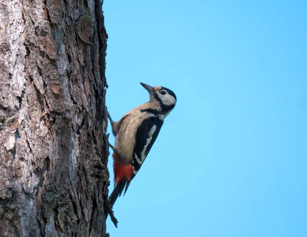 一只大斑点啄木鸟，主要栖息在落叶松树干上。蓝天背景有选择的重点. — 图库照片