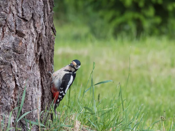 这只斑斑的啄木鸟，主要栖息在落叶松树干上，望着摄像机。绿色的山核桃和青草背景。有选择的重点. — 图库照片