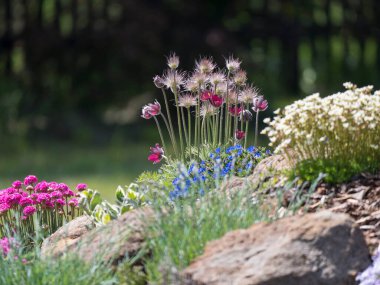 Pulsatilla pratensis mor menekşe çiçekleri, pembe Phlox, Armeria maritima, deniz bitkileri, Bergenia veya fil kulakları, karanfil ve diğer renkli çiçeklerle dolu bahar kayaları bahçesi.