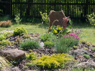 Pembe Phlox, Armeria maritima, deniz ürünleri, Bergenia ya da fil kulakları, karanfil ve diğer renkli çiçeklerle dolu güzel bir bahçe.