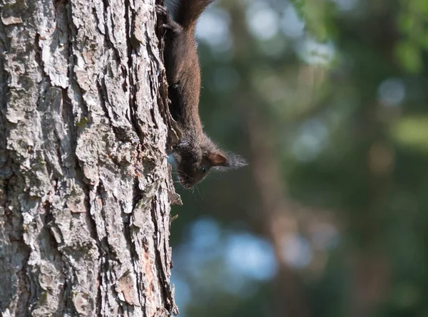 Zamknij słodkie czarne wiewiórki, Sciurus vulgaris wspina się na pnia modrzewia. Zielone tło bokeh. Skupienie selektywne, przestrzeń do kopiowania — Zdjęcie stockowe