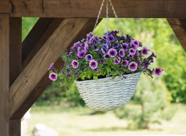 Canasta de mimbre blanco, maceta con flores de geranio violeta colgando de pérgola de madera —  Fotos de Stock