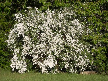Bahçede Spiraea Vanhouttei çiçekleri olan bahar çiçekli bir çalılık. Ayrıca Reeves spiraea, Bridalçelenk spirea, Meadowsweet, Double White May veya May Bush olarak da bilinir.