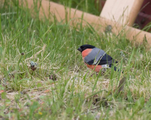 Close-up masculino The Eurasian bullfinch, bullfinch comum ou bullfinch, Pyrrhula pyrrhula na grama verde, foco seletivo. — Fotografia de Stock