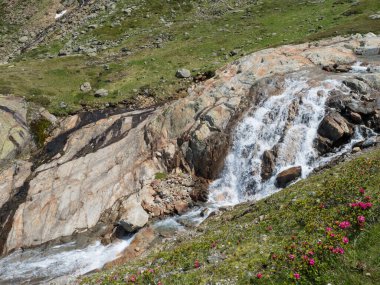 Vahşi Freigerbach deresinde çağlayan kayalar, yeşil çayır ve çiçek açan alpenrose Rhododendron ferrugineum. Tyrol, Stubai Alpleri, Avusturya