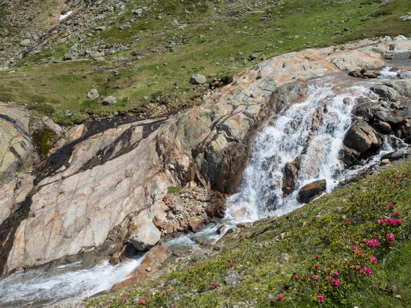 Cascade de cascades au ruisseau Freigerbach sauvage avec des roches, prairie verte et alpenrose en fleurs, Rhododendron ferrugineum. Tyrol, Alpes de Stubai, Autriche — Photo