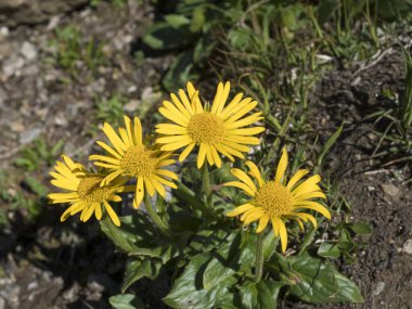 Sarı buğday otunu, Senecio doronicum 'u, kayalık arka planda yeşil yapraklı alp çiçeğini, seçici odak noktasını kapat.