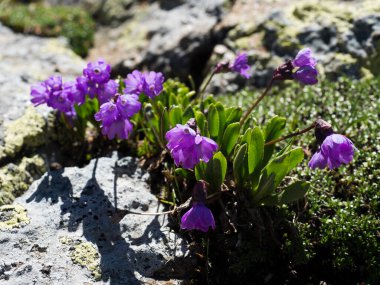 Kapalı menekşe çiçekli Primula glutinosa bitkisi, kayalık arka planda yeşil yapraklı narin alp çiçeği, seçici odak