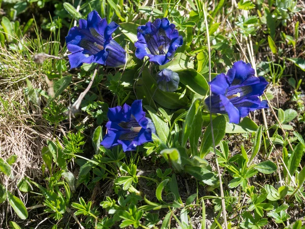 Zbliżenie niebieski kwitnący goryczka, Gentiana alpina z zielonymi liśćmi na łące alpejskiej, selektywne skupienie — Zdjęcie stockowe