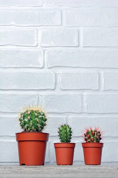 Pequeños Cactus Maceta Roja Con Espacio Copia Sobre Hormigón Gris — Foto de Stock
