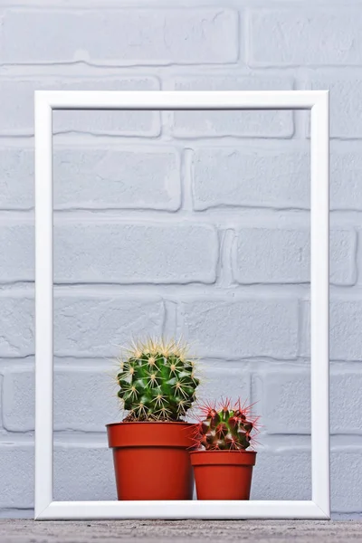 Maceta Roja Con Pequeños Cactus Marco Blanco Con Espacio Copia — Foto de Stock