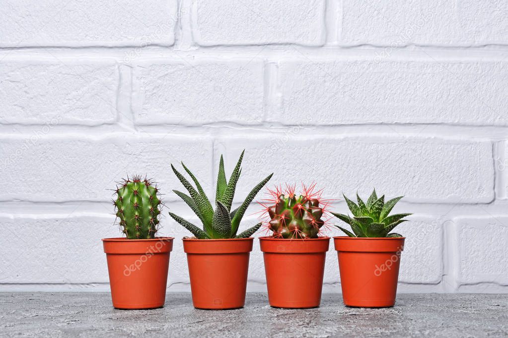 Small cacti in red flower pot with copy space on gray concrete and brick wall background