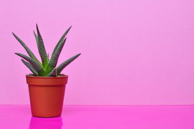 Küçük yeşil sulu ile kopya alanı parlak pembe bir arka plan üzerinde kırmızı çiçek tencerede