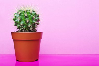 Parlak pembe bir arka plan üzerinde kopya alanı ile kırmızı çiçek tencerede küçük yeşil kaktüs