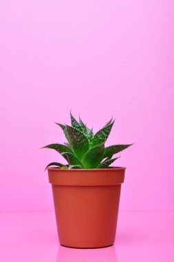 Parlak pembe bir arka plan üzerinde kırmızı çiçek tencerede küçük yeşil etli
