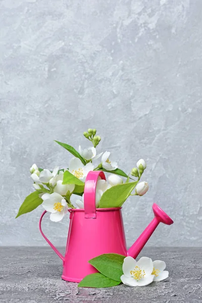 Flowering Jasmine Decorative Garden Watering Can — Stock Photo, Image