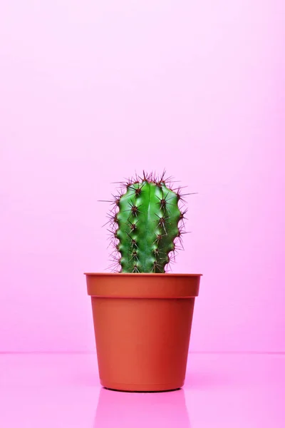 Pequeño Cactus Verde Maceta Roja Sobre Fondo Rosa Brillante — Foto de Stock