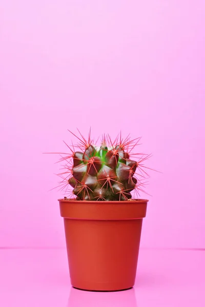 Pequeño Cactus Verde Maceta Roja Sobre Fondo Rosa Brillante — Foto de Stock