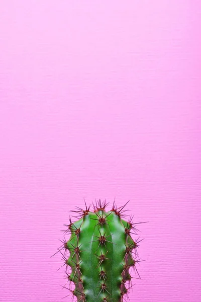 Liten Grön Cactus Med Kopia Utrymme Ljusa Rosa Bakgrund — Stockfoto