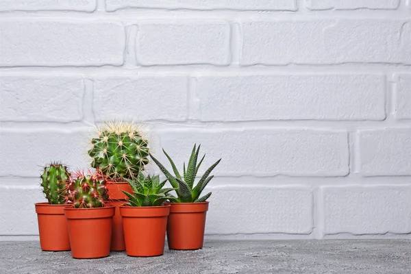 Conjunto Pequeños Cactus Macetas Rojas Con Espacio Copia Sobre Hormigón — Foto de Stock