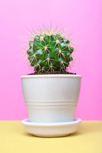 Solo Pequeño Cactus Verde Maceta Blanca Sobre Fondo Amarillo Brillante — Foto de Stock