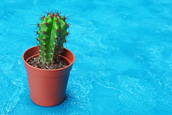 Solo Pequeño Cactus Verde Maceta Marrón Con Espacio Copia Sobre — Foto de Stock
