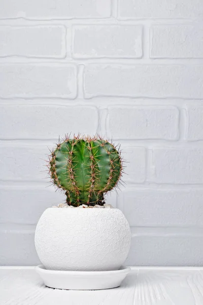 Solo Pequeño Cactus Verde Maceta Blanca Sobre Fondo Pared Ladrillo — Foto de Stock