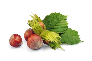 Beyaz arka plan üzerinde izole yeşil yaprakları ile yakın çekim fındık