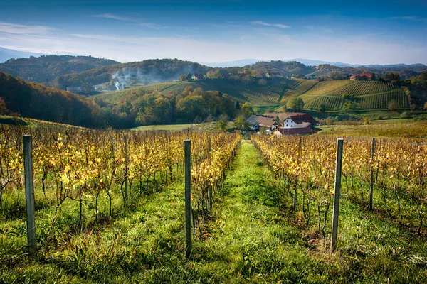 Podzimní Krajina Malebné Vinice Údolí Evropě Vesnicí Kopců Pozadí Modré — Stock fotografie