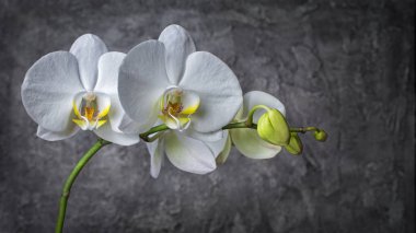 Closeup of branch with beautiful white orchid flowers on gray concrete background clipart