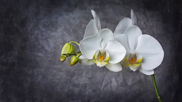 Vértes Gyönyörű Fehér Orchidea Virágok Szürke Beton Alapon — Stock Fotó