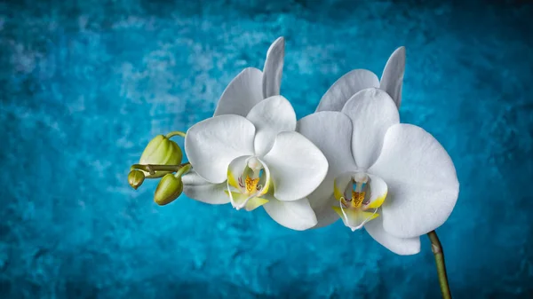 Крупный План Ветки Красивыми Белыми Цветами Орхидеи Синем Бетонном Фоне — стоковое фото