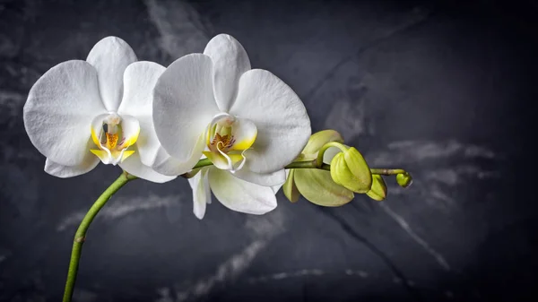 Closeup Větev Krásné Bílé Květy Orchidejí Černém Mramorovém Pozadí — Stock fotografie