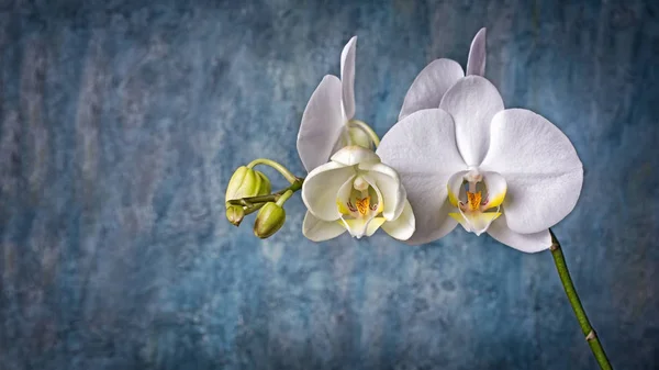Крупный План Ветки Красивыми Белыми Цветами Орхидеи Синем Бетонном Фоне — стоковое фото