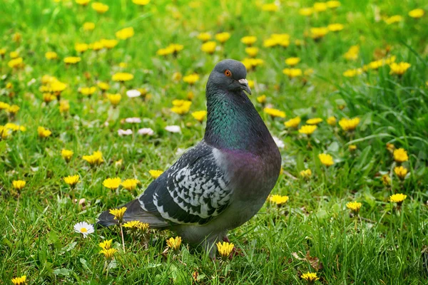 Close-up of a gray pigeon on green grass with yellow flowers