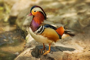 Parlak renkli tek vahşi Mandarin Ducks