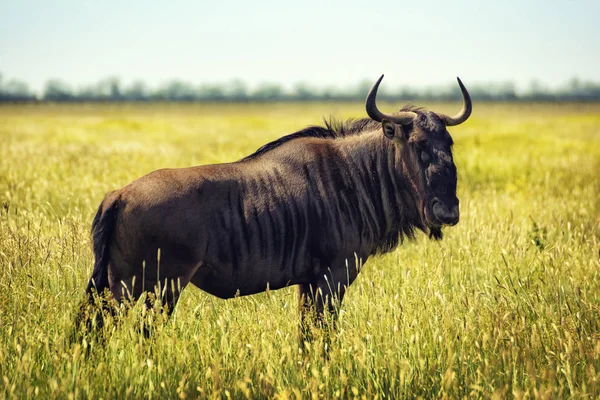Zwarte één WILDEBEEST in wilde steppe — Stockfoto