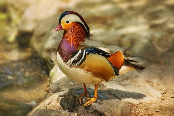 Brillante colorido solo salvaje mandarín patos — Foto de Stock