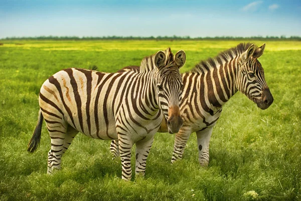 Dwa piękne zebry w dziki stepowy — Zdjęcie stockowe