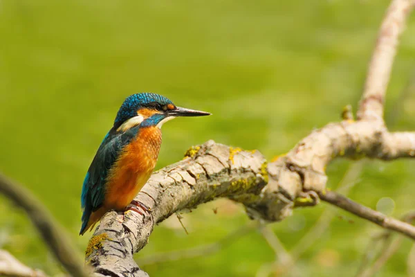 Luminoso Common Kingfisher seduto sul ramo — Foto Stock