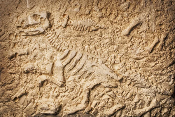 Fósil de dinosaurio sobre fondo de piedra — Foto de Stock