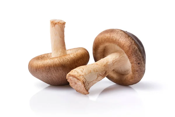 Cogumelos shiitake frescos para refeição gourmet — Fotografia de Stock