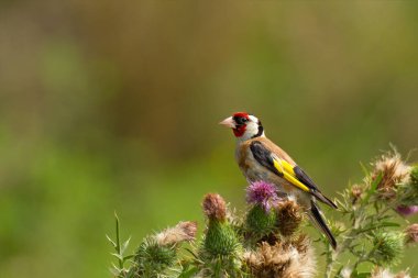 Bright goldfinch sitting on flowers clipart