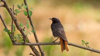 Redstart ağaç dalı üzerinde oturan