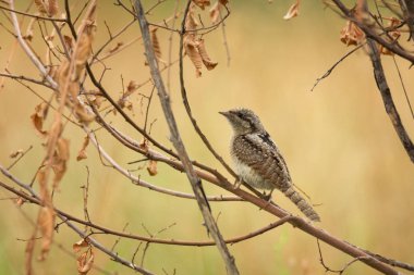 Ağaç dalı üzerinde oturan tek wryneck