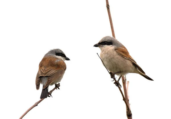 Pies-grièches assises sur une branche d'arbre — Photo