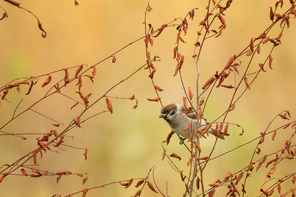 Vrabec sedící na větviči trávy — Stock fotografie