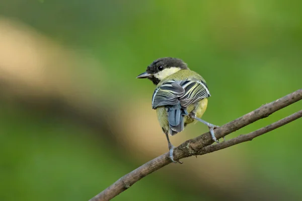 Single big tit sitting on tree branch — Stockfoto