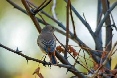 Redstart ağaç dalı üzerinde oturan