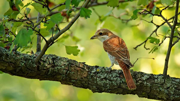 Shrike dal dorso rosso seduto su un ramo d'albero — Foto Stock